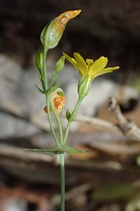Blackstonia perfoliata \ Bitterling / Yellow-Wort, GR Peloponnes, Taygetos, Viros - Schlucht / Gorge 25.5.2024