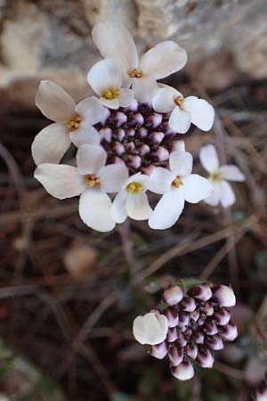 Iberis carnosa \ Fleischige Schleifenblume / Pruit's Candytuft, GR Parnitha 22.3.2019