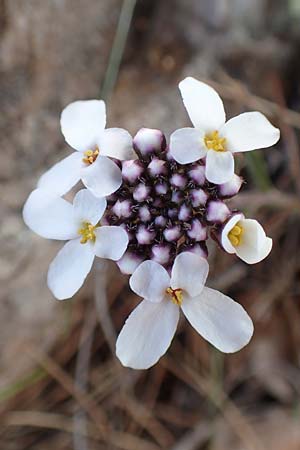 Iberis carnosa \ Fleischige Schleifenblume / Pruit's Candytuft, GR Parnitha 22.3.2019