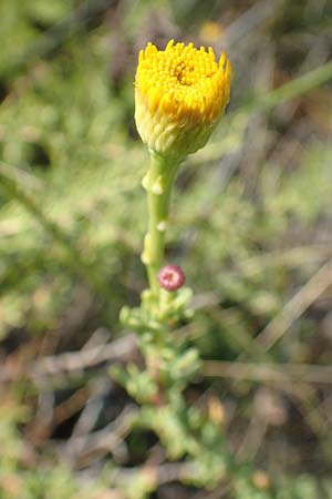 Limbarda crithmoides \ Salz-Alant, GR Euboea (Evia), Kanatadika 28.8.2017