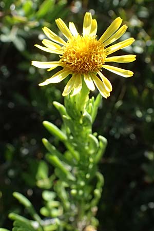 Limbarda crithmoides \ Salz-Alant, GR Peloponnes, Stoupa 31.5.2024