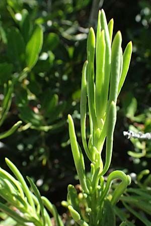 Limbarda crithmoides \ Salz-Alant, GR Peloponnes, Stoupa 31.5.2024