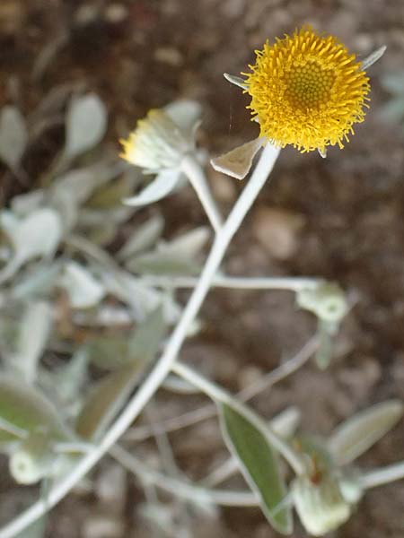Pentanema verbascifolium subsp. methanaeum \ Methana-Alant, GR Peloponnes, Kalavryta 20.5.2024