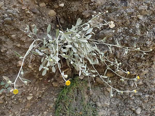 Pentanema verbascifolium subsp. methanaeum \ Methana-Alant, GR Peloponnes, Kalavryta 20.5.2024