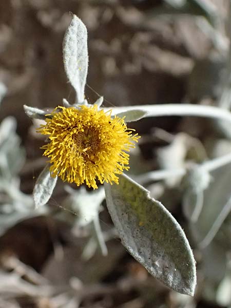Pentanema verbascifolium subsp. methanaeum \ Methana-Alant, GR Peloponnes, Kalavryta 20.5.2024
