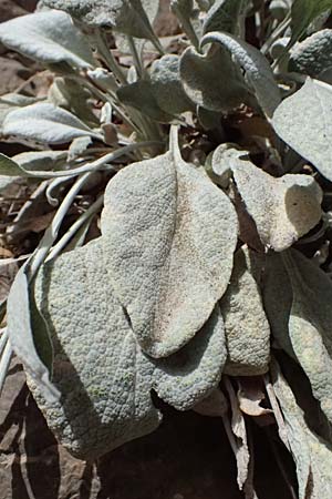Pentanema verbascifolium subsp. methanaeum \ Methana-Alant, GR Peloponnes, Kalavryta 20.5.2024