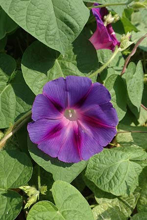 Ipomoea purpurea \ Trichter-Winde, Violette Prunk-Winde / Purple Morning Glory, GR Euboea (Evia), Neos Pirgos 29.8.2017