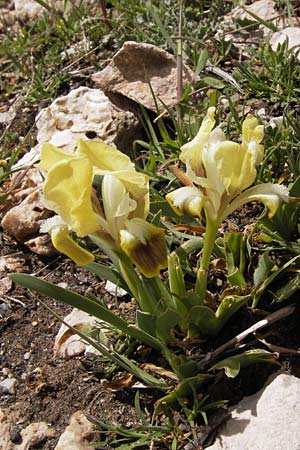 Iris pumila subsp. attica \ Attische Schwertlilie / Greek Iris, GR Parnitha 3.4.2013