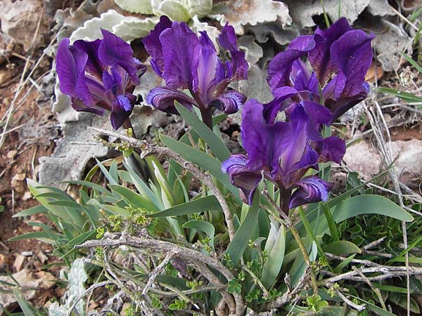Iris pumila subsp. attica \ Attische Schwertlilie / Greek Iris, GR Parnitha 3.4.2013