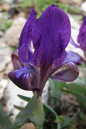 Iris pumila subsp. attica \ Attische Schwertlilie / Greek Iris, GR Parnitha 3.4.2013