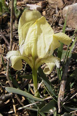 Iris pumila subsp. attica \ Attische Schwertlilie / Greek Iris, GR Parnitha 3.4.2013