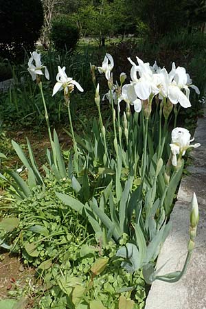 Iris albicans \ Wei�e Fahnen-Iris, Wei�e Schwertlilie / White Cemetery Iris, GR Athen, Mount Egaleo 10.4.2019