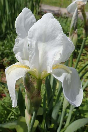 Iris albicans \ Wei�e Fahnen-Iris, Wei�e Schwertlilie / White Cemetery Iris, GR Athen, Mount Egaleo 10.4.2019