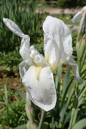 Iris albicans \ Wei�e Fahnen-Iris, Wei�e Schwertlilie / White Cemetery Iris, GR Athen, Mount Egaleo 10.4.2019
