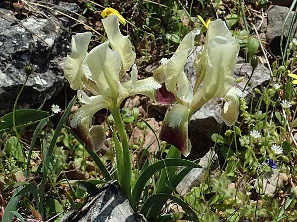 Iris pumila subsp. attica \ Attische Schwertlilie / Greek Iris, GR Hymettos 20.4.2026