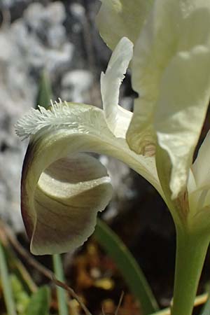 Iris pumila subsp. attica \ Attische Schwertlilie / Greek Iris, GR Hymettos 20.4.2026