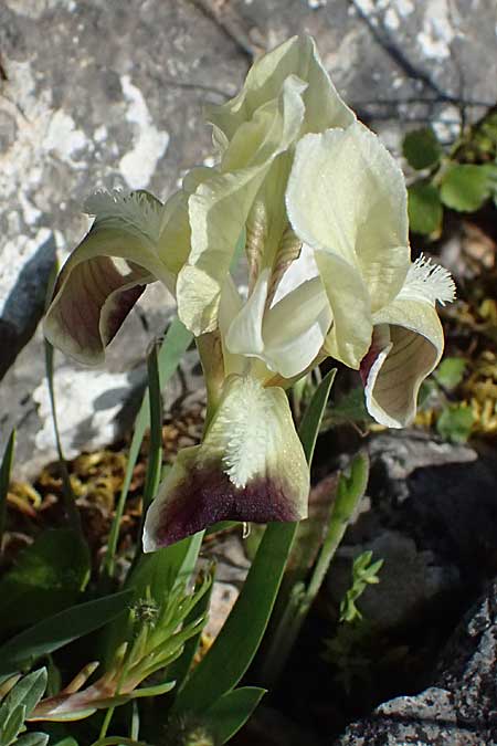 Iris pumila subsp. attica \ Attische Schwertlilie / Greek Iris, GR Hymettos 20.4.2026
