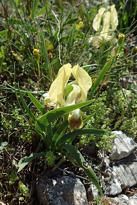 Iris pumila subsp. attica \ Attische Schwertlilie / Greek Iris, GR Hymettos 20.4.2026