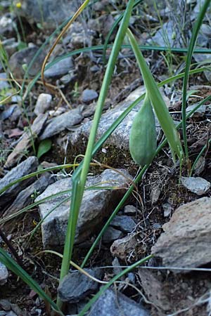 Iris pumila subsp. attica \ Attische Schwertlilie / Greek Iris, GR Hymettos 20.4.2026