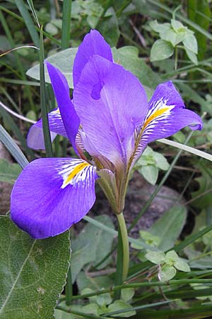 Iris unguicularis \ Winter-Iris / Winter-Blooming Iris, GR Peloponnes, Andritsena 28.3.2013