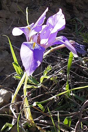 Iris unguicularis \ Winter-Iris / Winter-Blooming Iris, GR Peloponnes, Andritsena 28.3.2013