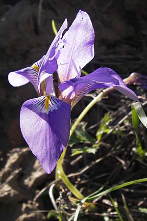 Iris unguicularis \ Winter-Iris / Winter-Blooming Iris, GR Peloponnes, Andritsena 28.3.2013