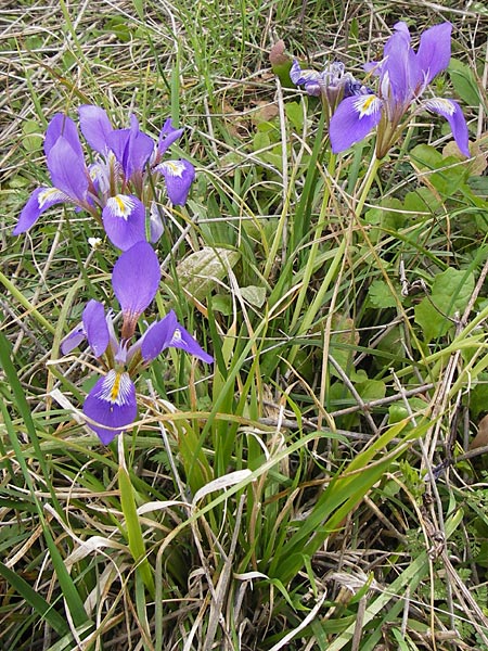 Iris unguicularis \ Winter-Iris / Winter-Blooming Iris, GR Peloponnes, Andritsena 29.3.2013