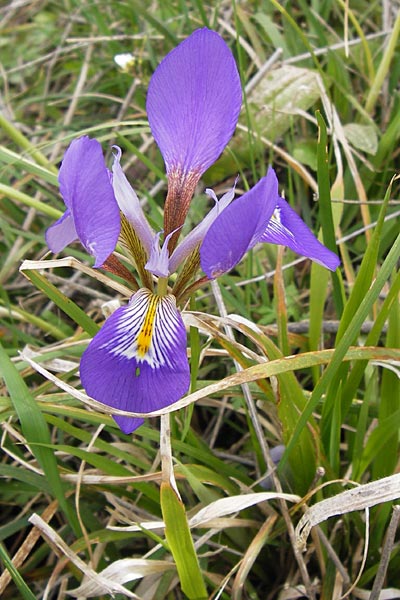 Iris unguicularis \ Winter-Iris / Winter-Blooming Iris, GR Peloponnes, Andritsena 29.3.2013