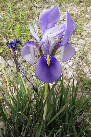 Iris unguicularis \ Winter-Iris / Winter-Blooming Iris, GR Peloponnes, Kremasti 31.3.2013
