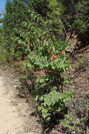 Cercis siliquastrum \ Judasbaum / Judas Tree, GR Euboea (Evia), Agdines 27.8.2017