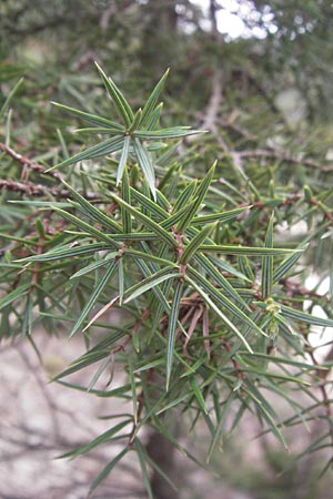 Juniperus drupacea \ Syrischer Wacholder / Syrian Juniper, GR Peloponnes, Kosmas 31.3.2013