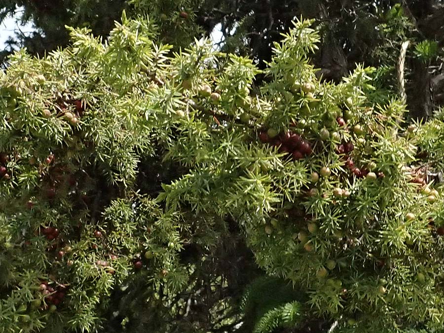 Juniperus deltoides \ Gro&szlig;fr&uuml;chtiger Stech-Wacholder / Large-Fruited Juniper, GR Peloponnes, Mt. Kyllini, Ziria 21.5.2024