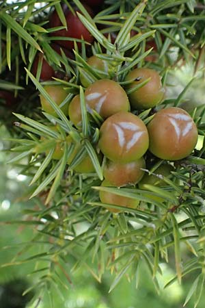 Juniperus deltoides \ Gro&szlig;fr&uuml;chtiger Stech-Wacholder / Large-Fruited Juniper, GR Peloponnes, Mt. Kyllini, Ziria 21.5.2024