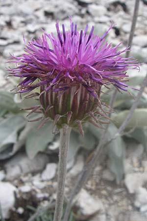 Jurinea mollis \ Weiche Silberscharte, Spinnweb-Bisamdistel / Soft Knapweed, Jurinea, GR Parnitha 22.5.2008