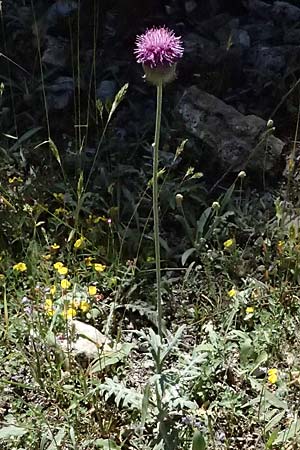 Jurinea mollis \ Weiche Silberscharte, Spinnweb-Bisamdistel / Soft Knapweed, Jurinea, GR Peloponnes, Saitas 22.5.2024