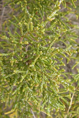 Juniperus phoenicea \ Ph&ouml;nizischer Wacholder / Phoenicean Juniper, GR Hymettos 2.4.2013
