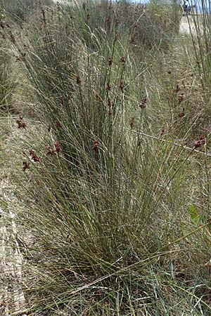 Juncus acutus \ Stechende Binse / Spiny Rush, GR Euboea (Evia), Kanatadika 28.8.2017