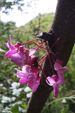 Cercis siliquastrum \ Judasbaum / Judas Tree, GR Zagoria, Vikos - Schlucht / Gorge 15.5.2008
