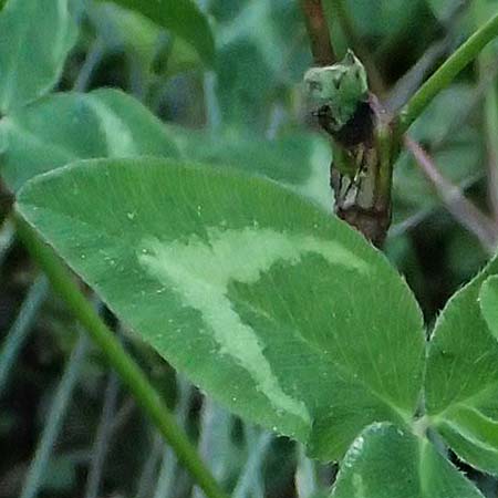 Trifolium michelianum \ Micheli-Klee / Micheli's Clover, GR Peloponnes, Chelmos, Klitoria 23.5.2024