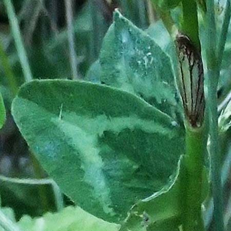 Trifolium michelianum \ Micheli-Klee / Micheli's Clover, GR Peloponnes, Chelmos, Klitoria 23.5.2024