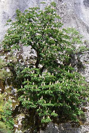 Aesculus hippocastanum \ Ross-Kastanie / Horse Chestnut, GR Zagoria, Kipi 18.5.2008
