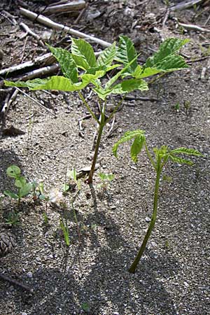 Aesculus hippocastanum \ Ross-Kastanie / Horse Chestnut, GR Zagoria, Kipi 18.5.2008