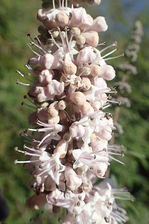 Vitex agnus-castus \ Mnchspfeffer, Keuschbaum / Chaste-Berry Tree, GR Euboea (Evia), Istiea 27.8.2017