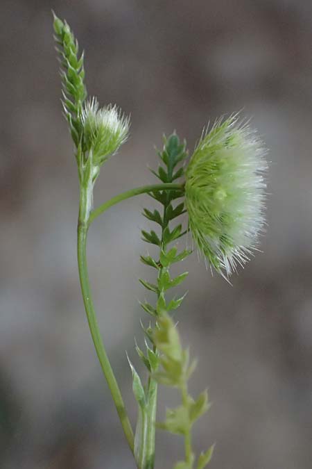 Lagoecia cuminoides \ Hasenk&uuml;mmel / Common Wild Cumin, GR Hymettos 11.4.2024