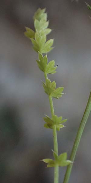 Lagoecia cuminoides \ Hasenk&uuml;mmel / Common Wild Cumin, GR Hymettos 11.4.2024