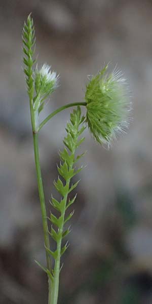 Lagoecia cuminoides \ Hasenk&uuml;mmel / Common Wild Cumin, GR Hymettos 11.4.2024