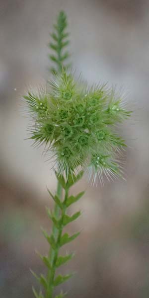 Lagoecia cuminoides \ Hasenk&uuml;mmel / Common Wild Cumin, GR Hymettos 11.4.2024
