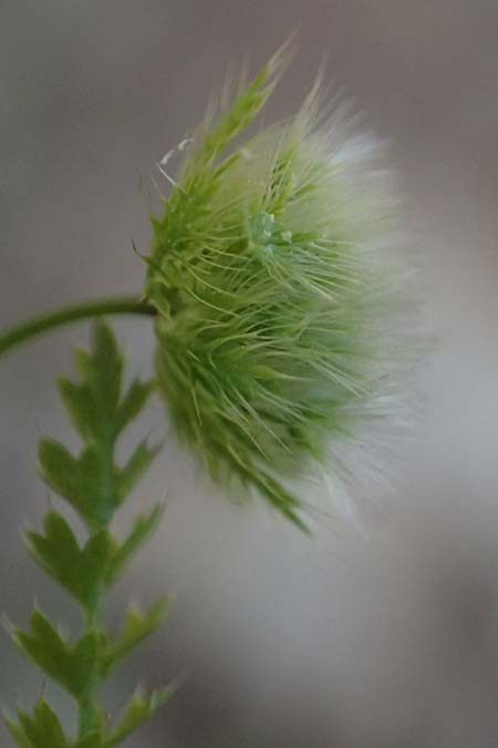 Lagoecia cuminoides \ Hasenk&uuml;mmel / Common Wild Cumin, GR Hymettos 11.4.2024