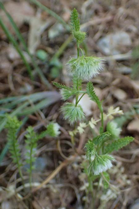 Lagoecia cuminoides \ Hasenk&uuml;mmel / Common Wild Cumin, GR Hymettos 11.4.2024
