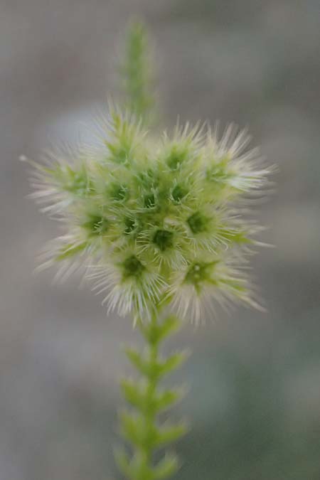 Lagoecia cuminoides \ Hasenk&uuml;mmel / Common Wild Cumin, GR Hymettos 11.4.2024